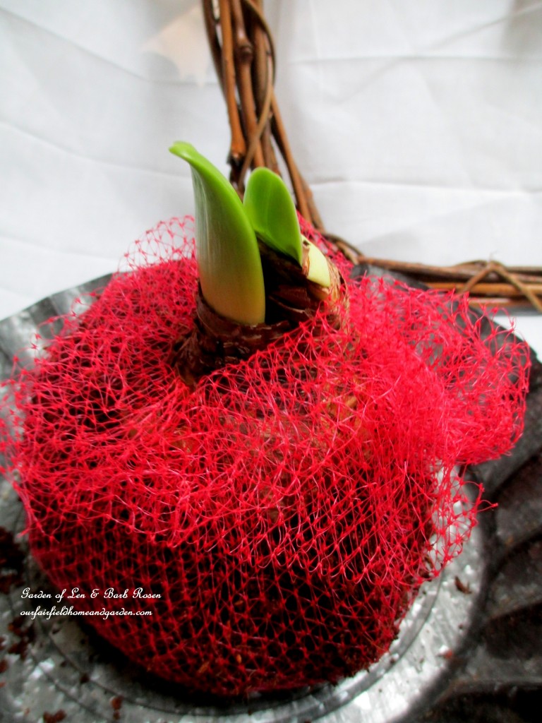 amaryllis bulbs set in potting soil wrapped in netting http://ourfairfieldhomeandgarden.com/diy-amaryllis-heart-wreath/