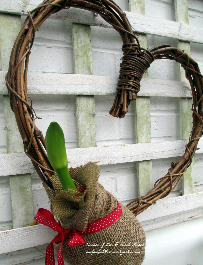 stalks starting to grow http://ourfairfieldhomeandgarden.com/diy-amaryllis-heart-wreath/