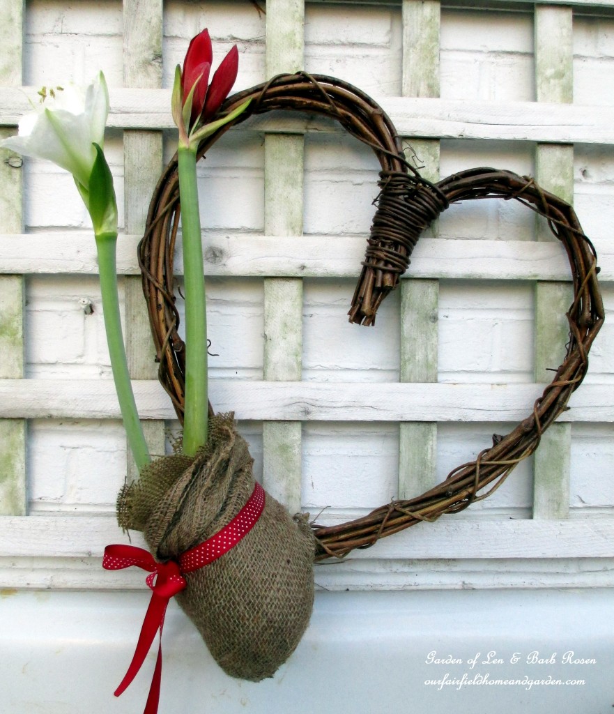 Amaryllis Heart Wreath in bloom http://ourfairfieldhomeandgarden.com/diy-amaryllis-heart-wreath/