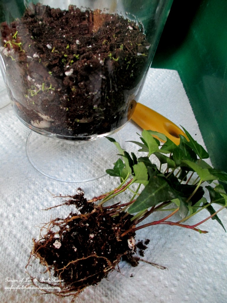 http://ourfairfieldhomeandgarden.com/diy-project-summer-enchantment-in-a-jar/ Trim the plant roots to about one-third their original size before planting in the terrarium.