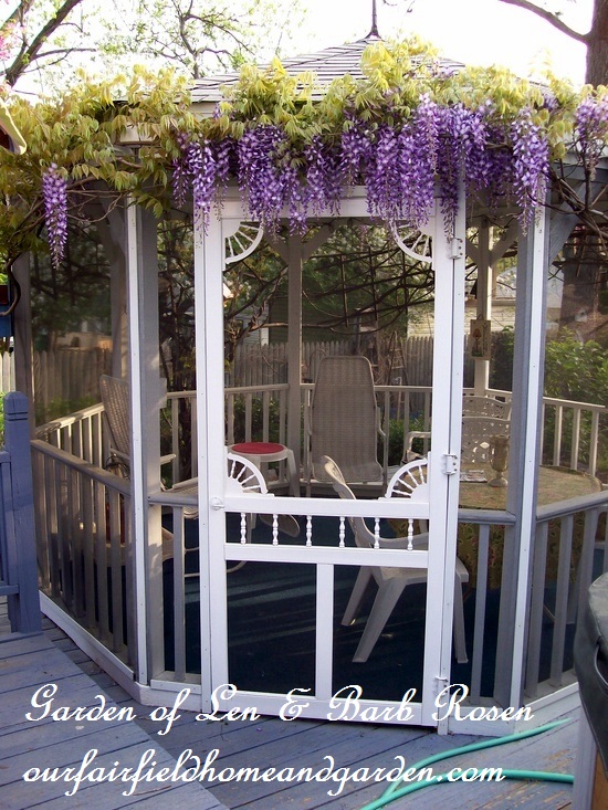 Wisteria on the gazebo in spring http://ourfairfieldhomeandgarden.com/a-trip-down-memory-lane-my-former-garden/