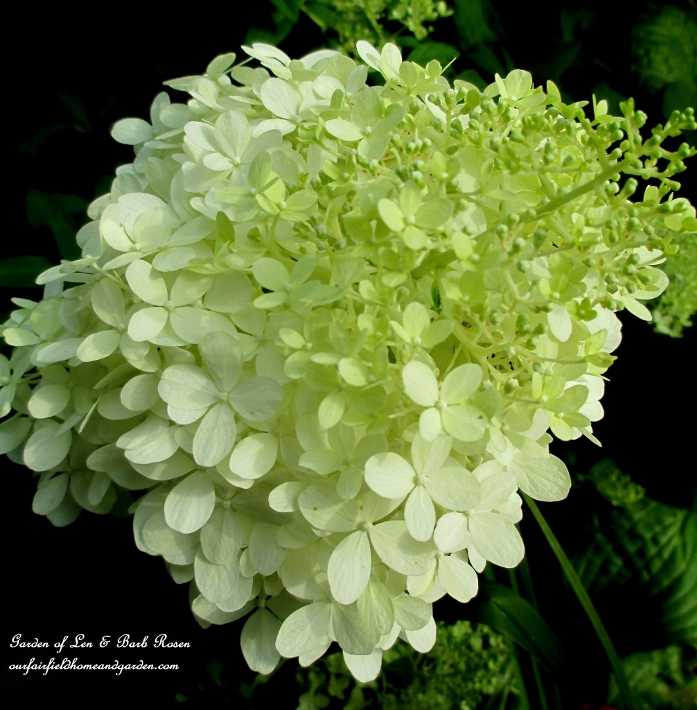 Limelight Hydrangeas http://ourfairfieldhomeandgarden.com/in-a-summer-garden-our-fairfield-home-garden/