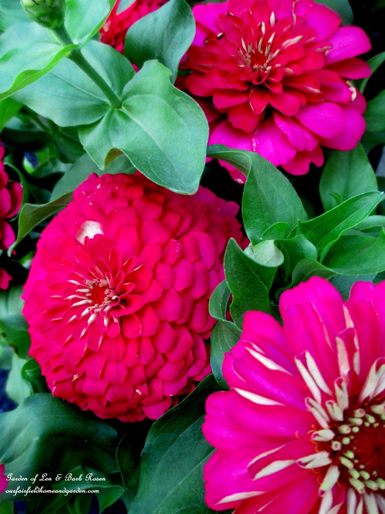 Pink Zinnias http://ourfairfieldhomeandgarden.com/in-a-summer-garden-our-fairfield-home-garden/