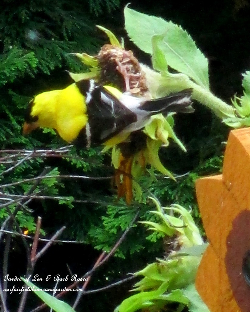 Goldfinch http://ourfairfieldhomeandgarden.com/in-a-summer-garden-our-fairfield-home-garden/