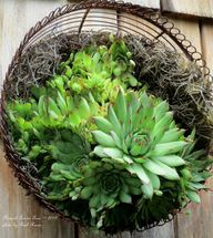 Succulents planted i