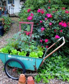 Garden Musings at Our Fairfield Home and Garden