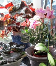 Plants in the Garden Room (Garden of Len & Barb Rosen)