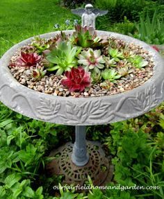 Repurposed Birdbath Succulent Planter