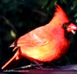 It’s Time to Feed The Birds ! - Our Fairfield Home & Garden
