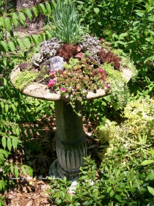 Succulent Birdbath https://ourfairfieldhomeandgarden.com/upcyclerecycle-project-creating-a-succulent-garden-birdbath/