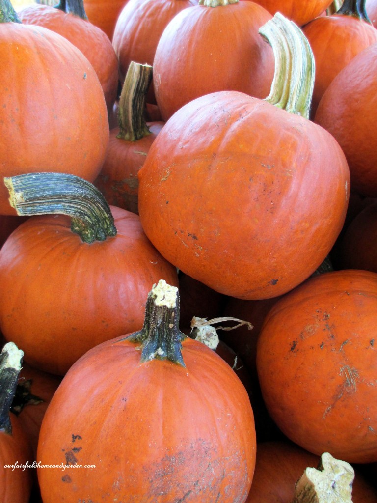 Pumpkins https://ourfairfieldhomeandgarden.com/field-trip-gourds-galore-and-norman-the-pot-bellied-pig-at-marinis-market/