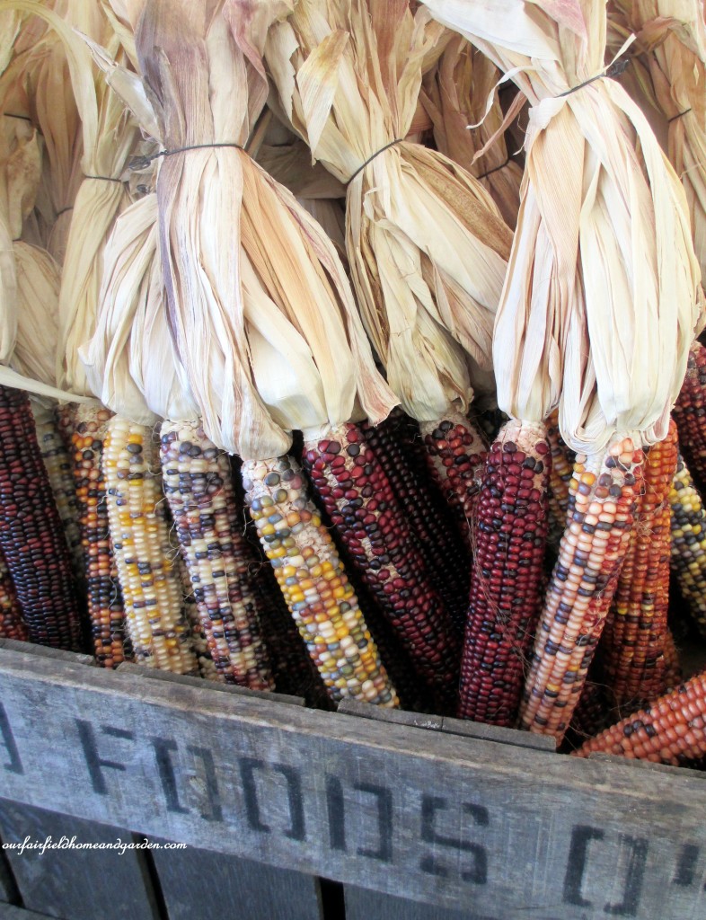 Indian Corn https://ourfairfieldhomeandgarden.com/field-trip-gourds-galore-and-norman-the-pot-bellied-pig-at-marinis-market/