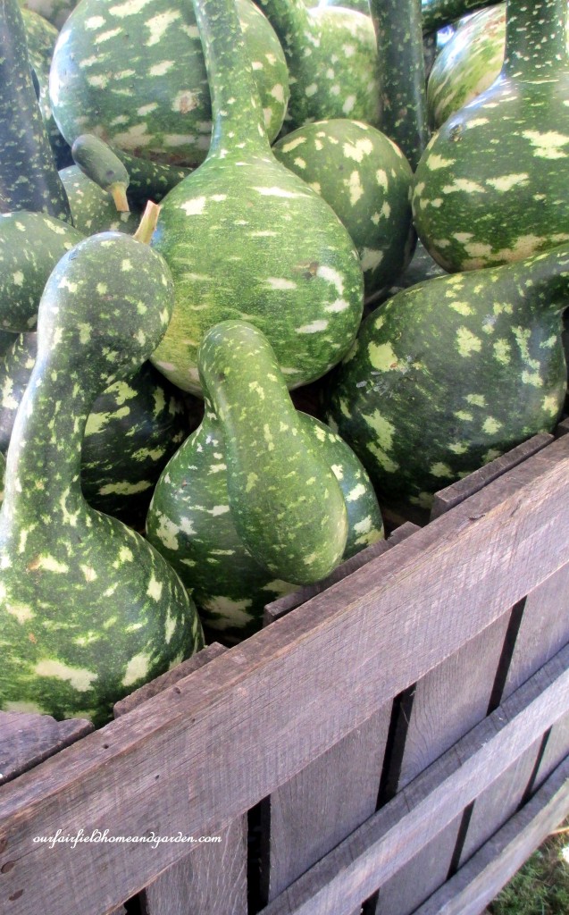 Gooseneck Gourds https://ourfairfieldhomeandgarden.com/field-trip-gourds-galore-and-norman-the-pot-bellied-pig-at-marinis-market/