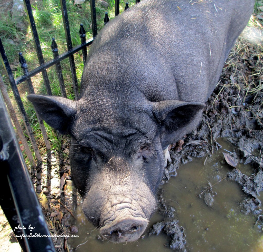 Norman the pig https://ourfairfieldhomeandgarden.com/field-trip-gourds-galore-and-norman-the-pot-bellied-pig-at-marinis-market/