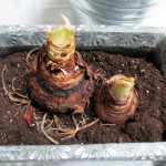 forcing bulbs https://ourfairfieldhomeandgarden.com/diy-project-save-money-by-creating-your-own-fancy-potted-paperwhites-amaryllis-bulb-gardens-as-holiday-gifts-or-decorations/