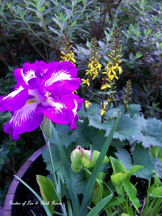 Wet soil combo ~ Iris ensata, Ligularia, and Pickerel Rush