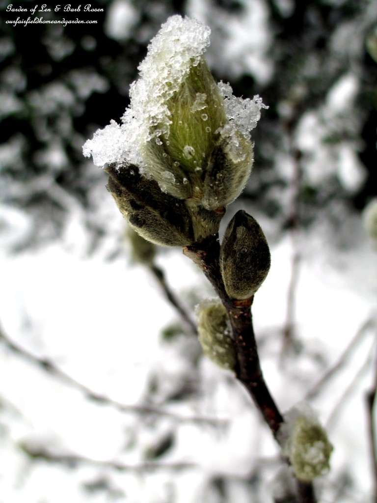 Star Magnolia Buds https://ourfairfieldhomeandgarden.com/spring-snow-march-25th-the-groundhog-lied/