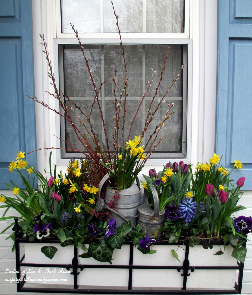 Spring bulbs, heather, pussy willow and ivy https://ourfairfieldhomeandgarden.com/diy-project-welcome-spring-time-to-change-the-window-boxes/