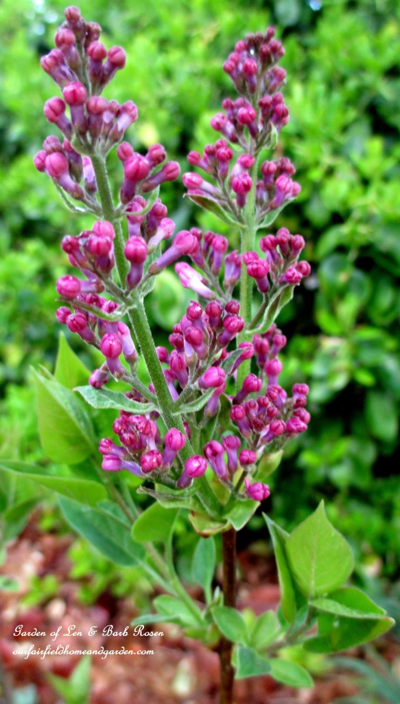 Lilac buds https://ourfairfieldhomeandgarden.com/mid-april-spring-blooms-in-the-garden/