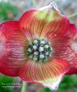 "Cherokee Brave" Dogwood Blossom https://ourfairfieldhomeandgarden.com/april-18th-whats-blooming-today/