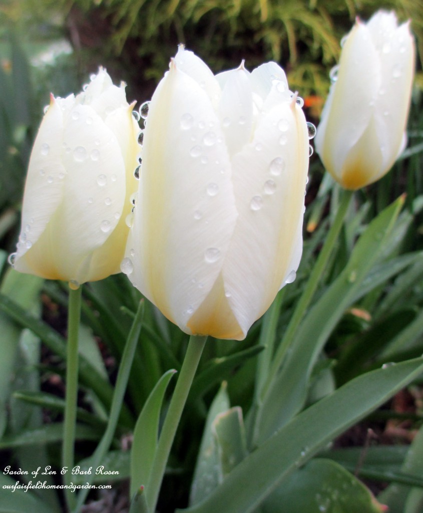 White Perennial Tulips https://ourfairfieldhomeandgarden.com/april-18th-whats-blooming-today/