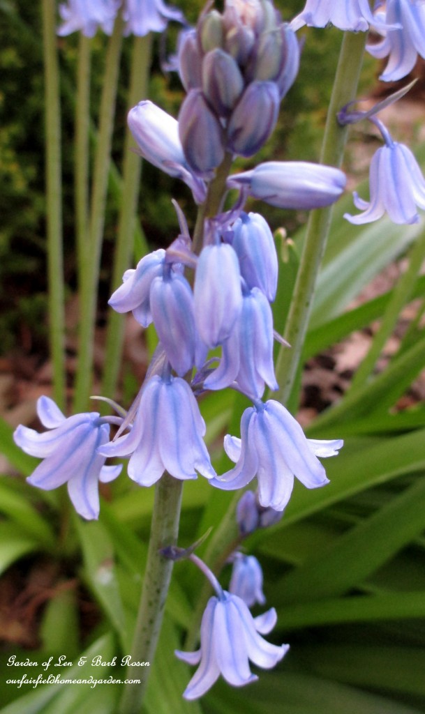 Bluebells https://ourfairfieldhomeandgarden.com/the-merry-merry-month-of-may/