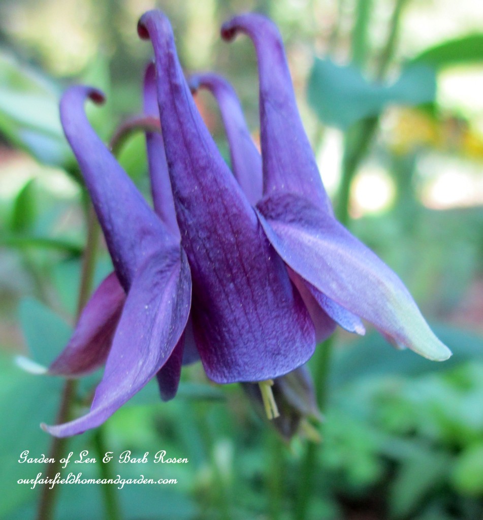 Columbine https://ourfairfieldhomeandgarden.com/the-merry-merry-month-of-may/