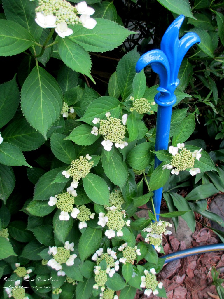 new hose guard by the hydrangeas https://ourfairfieldhomeandgarden.com/diy-project-hose-guides-from-curtain-rods/