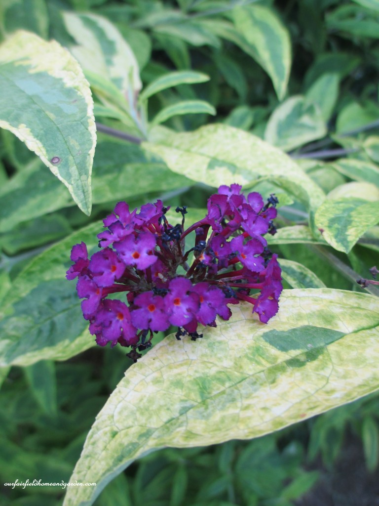 variegated butterfly bush