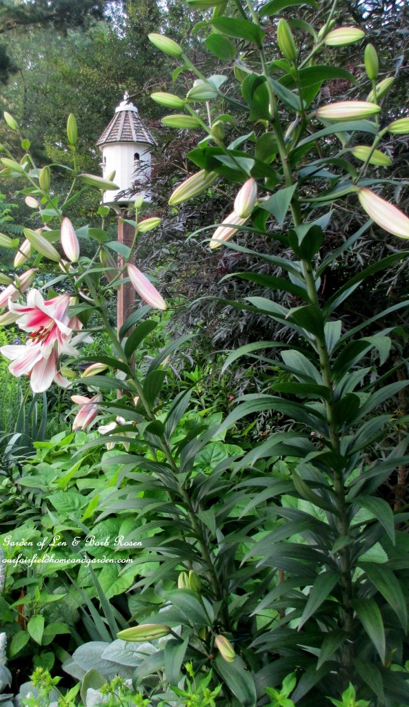 Tall Orienpet "Friso" Lilies by the Bird Condo https://ourfairfieldhomeandgarden.com/garden-walk-july-1st/