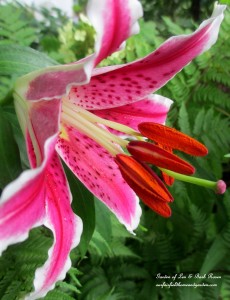 Stargazer Lily https://ourfairfieldhomeandgarden.com/garden-walk-my-summer-garden/