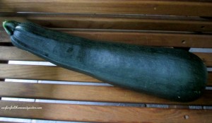 The Giant Zucchini https://ourfairfieldhomeandgarden.com/the-giant-zucchini-dilemma/