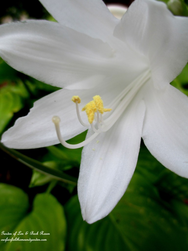 August Lilies (hosta) https://ourfairfieldhomeandgarden.com/garden-walk-early-fall-garden/