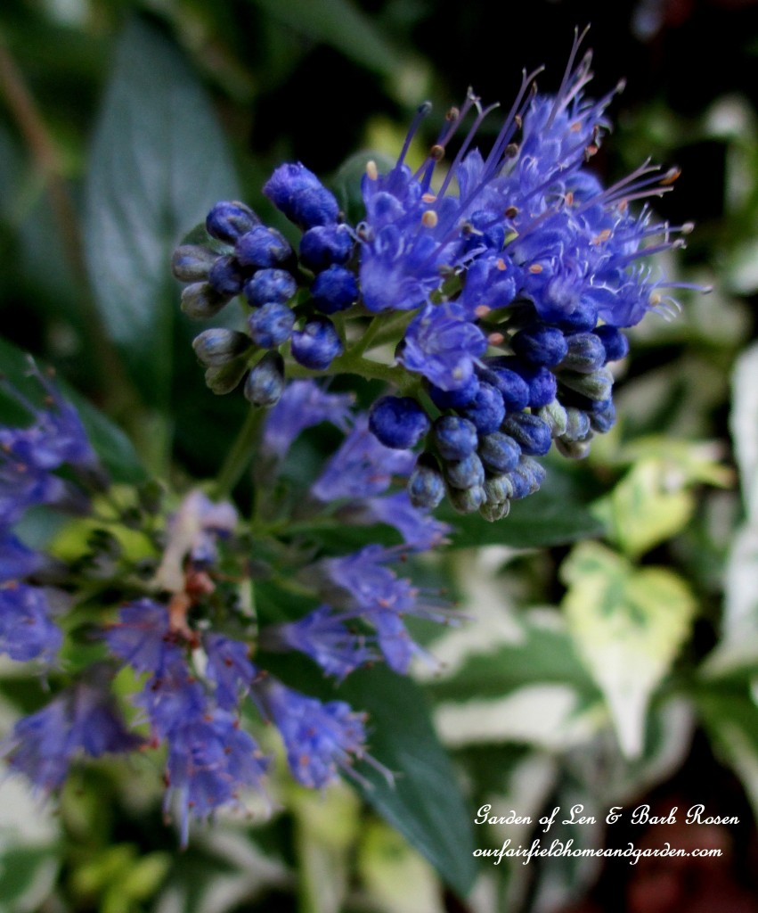 Caryopteris "Longwood Blue" https://ourfairfieldhomeandgarden.com/garden-walk-early-fall-garden/