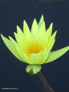 tropical day-blooming water lily "Avitor Pring"