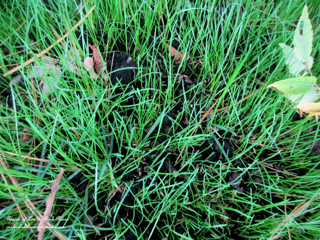 reseed grass in fall https://ourfairfieldhomeandgarden.com/diy-tucking-the-garden-in-for-the-winter-at-our-fairfield-home-garden/
