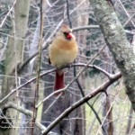female cardinal  https://ourfairfieldhomeandgarden.com/its-time-to-feed-the-birds/