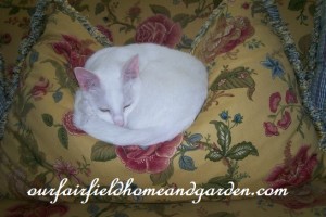 cat naphttps://ourfairfieldhomeandgarden.com/winter-comforts-at-our-fairfield-home-garden/