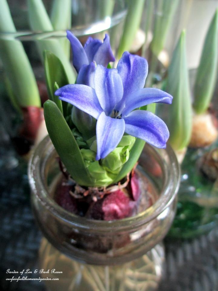 hyacinth blooming https://ourfairfieldhomeandgarden.com/indoor-gardening-winter-beauty/