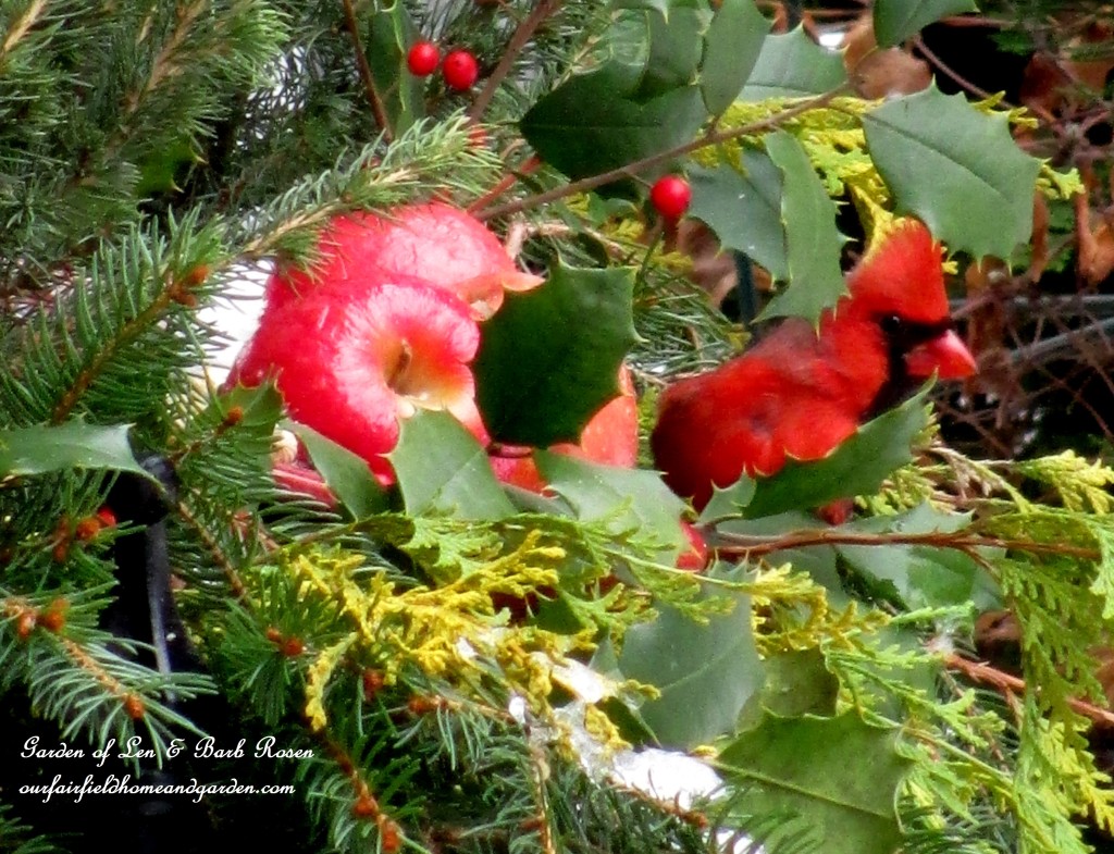 winter cardinal https://ourfairfieldhomeandgarden.com/winter-birds-our-fairfield-home-garden/