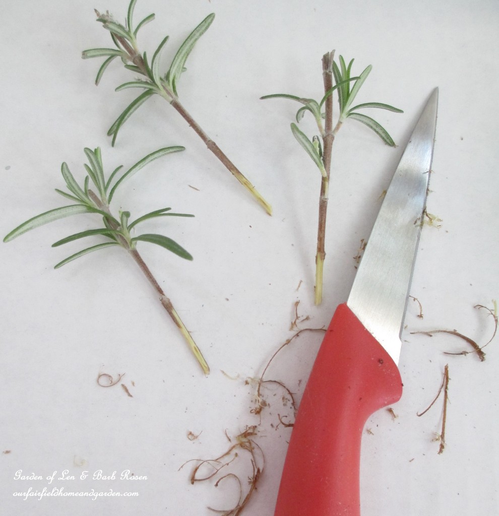 rosemary cuttings https://ourfairfieldhomeandgarden.com/an-ode-to-rosemary-my-favorite-herb/