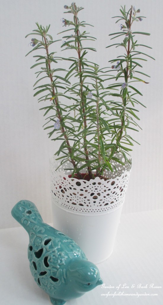Rosemary https://ourfairfieldhomeandgarden.com/an-ode-to-rosemary-my-favorite-herb/