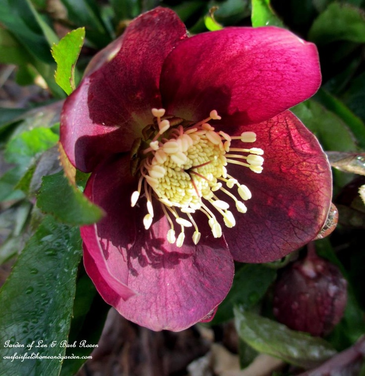Hellebore https://ourfairfieldhomeandgarden.com/late-winter-bloomers/