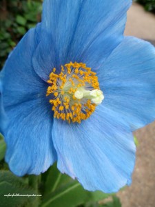 Blue Poppy https://ourfairfieldhomeandgarden.com/himalayan-blue-poppies-a-gardeners-dream/