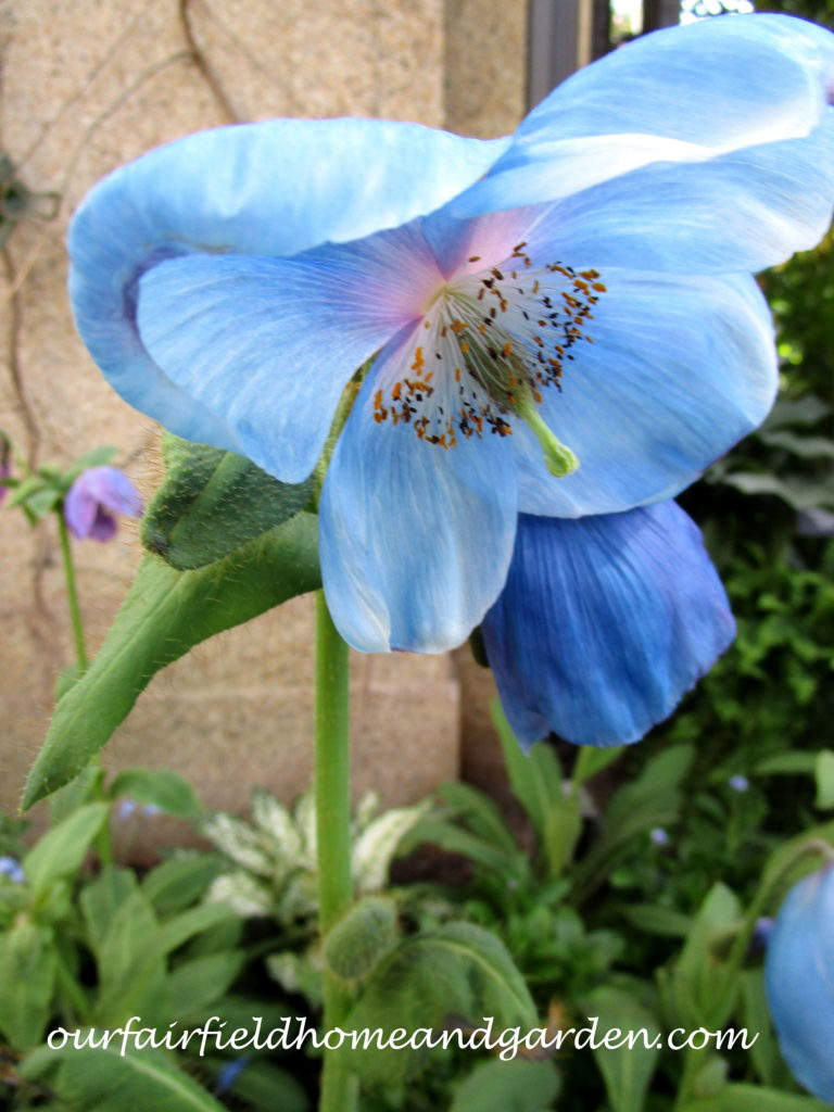 Blue Poppies https://ourfairfieldhomeandgarden.com/himalayan-blue-poppies-a-gardeners-dream/