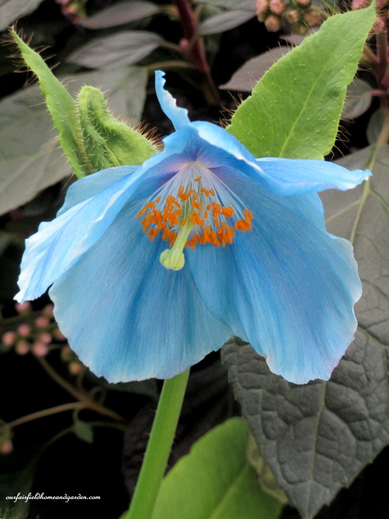 Meconopsis "Lingholm" https://ourfairfieldhomeandgarden.com/himalayan-blue-poppies-a-gardeners-dream/