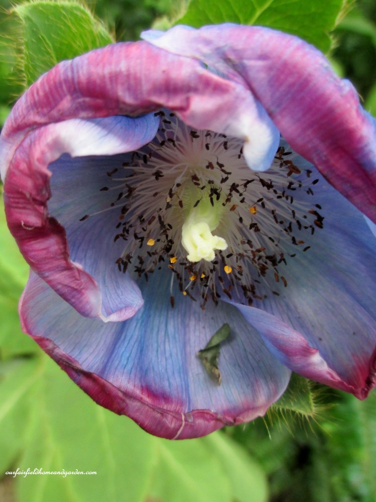Blue Poppies https://ourfairfieldhomeandgarden.com/himalayan-blue-poppies-a-gardeners-dream/