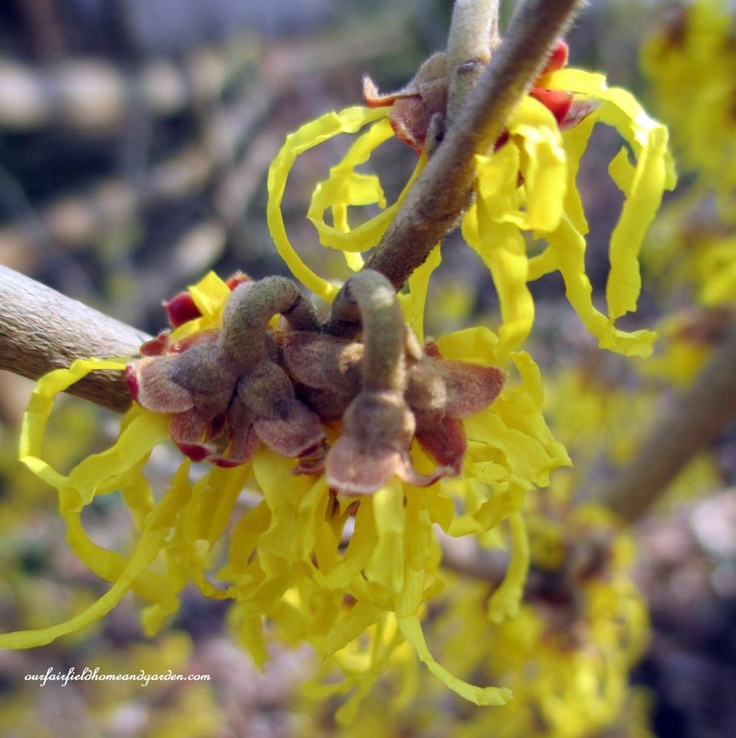 witch hazel https://ourfairfieldhomeandgarden.com/late-winter-bloomers/