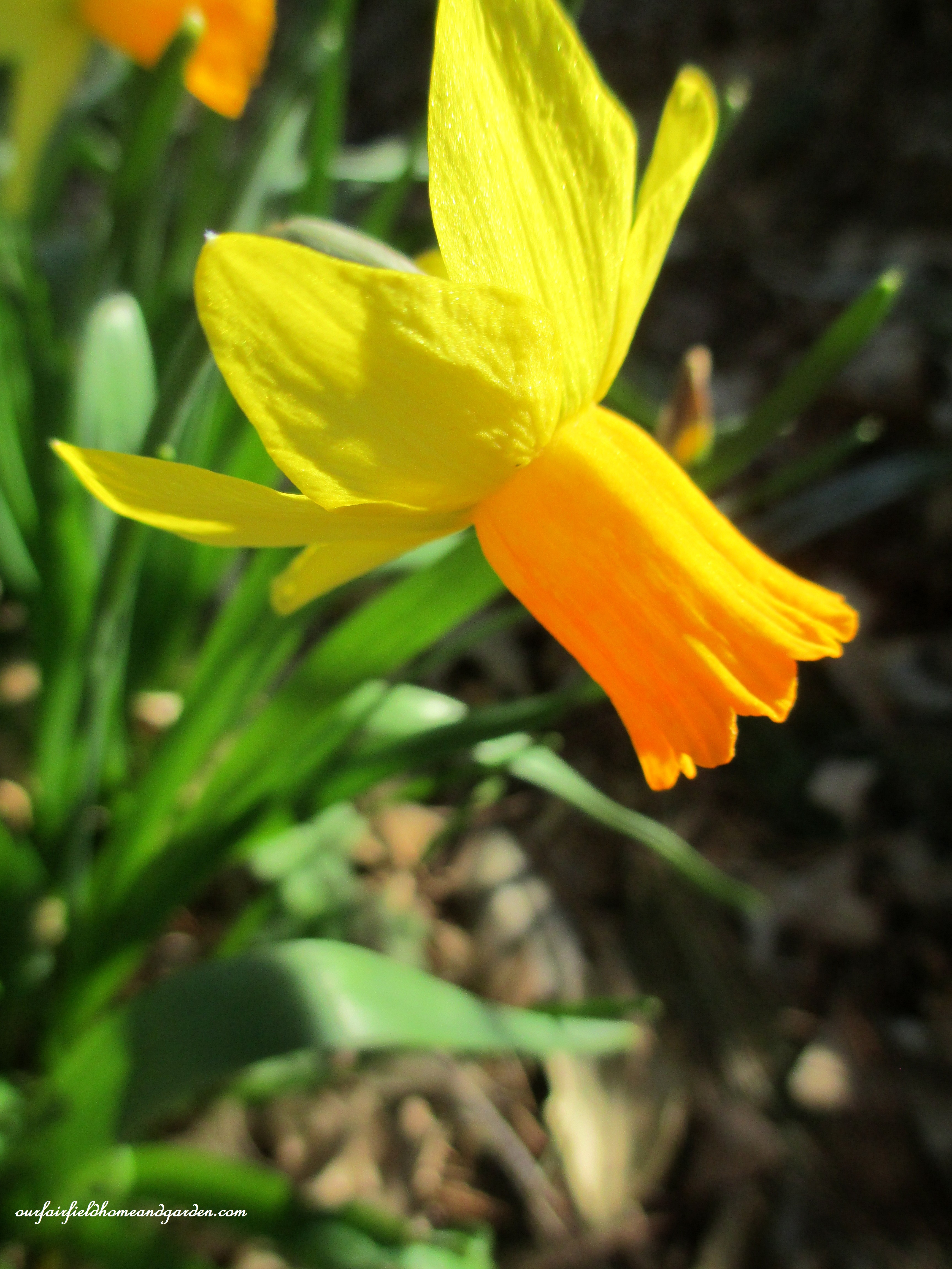 narcissus https://ourfairfieldhomeandgarden.com/signs-of-spring-at-our-fairfield-home-garden/