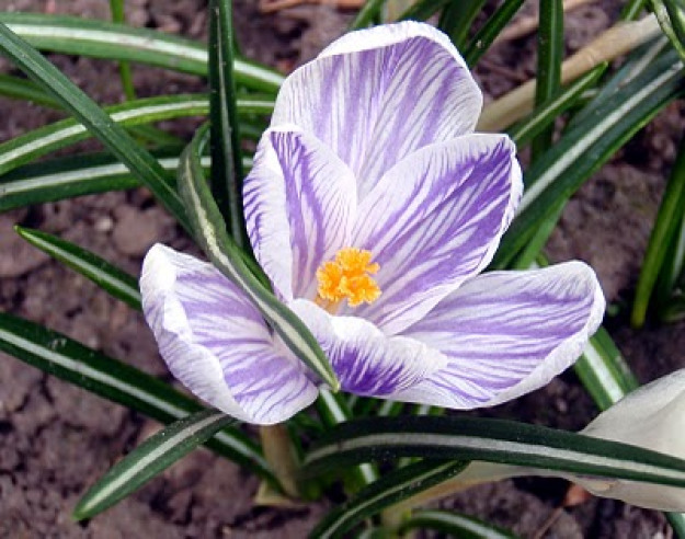 striped crocus http://www.newhousenewhomenewlife.com/2012/03/spring.html